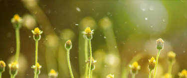 Does an Air Purifier Help With Pollen?