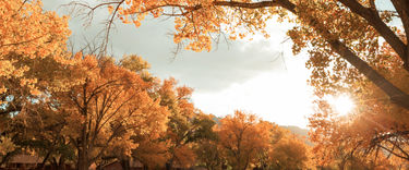Autumn Air: How the Change of Season can Change Your Home’s Health
