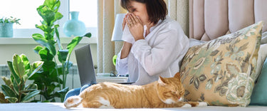How to get rid of cat fur in the air: Clean air tips
