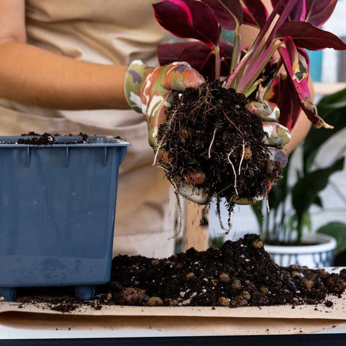 Dehumidifier can help reduce root rot issues in indoor plants from excess humidity