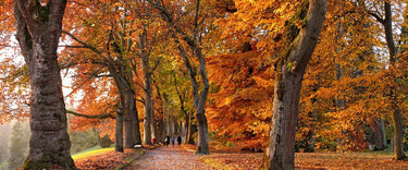 5 ways to beat autumn allergies