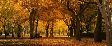 Autumn: The sneaky mould season