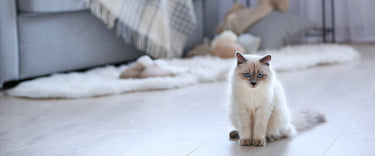 Building tolerance against pet dander and pet allergies