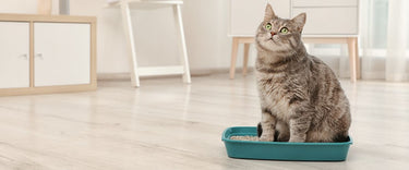 Can air purifiers remove litter box smells? Yes — here’s how