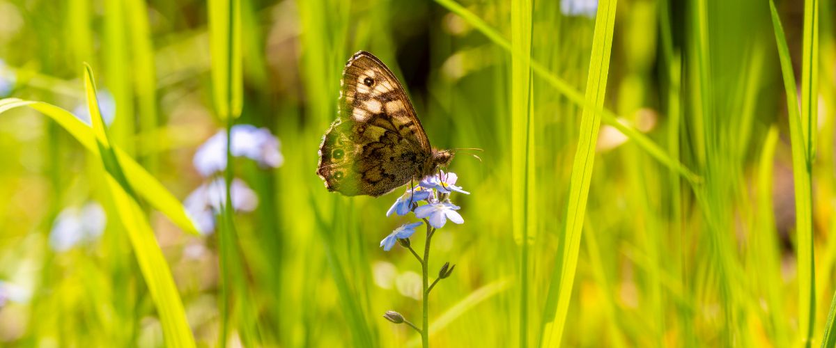 Combatting summer allergies: Grass and weed pollen explained