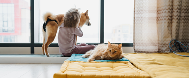 How Poor Air Quality Affects Our Pets