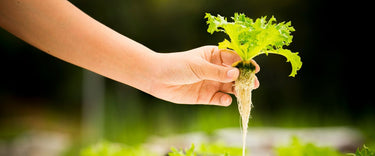 How dehumidifiers can improve your hydroponic growing system