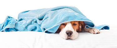 How poor air affects your dog’s skin and breathing