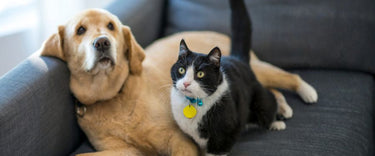 How your furry friend is triggering summer allergies