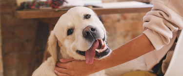 How to Maintain Good Indoor Air Quality When You Have Pets