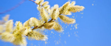 Pollen causes hay fever