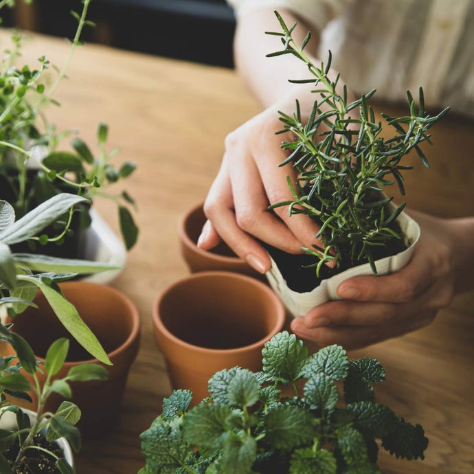 Prevent pest infestation with optimum humidity indoors

